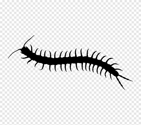 Мультяшные гусеницы