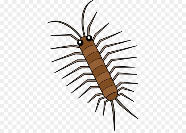 Сколопендра без фона