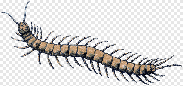 Гусеница - сороконожка