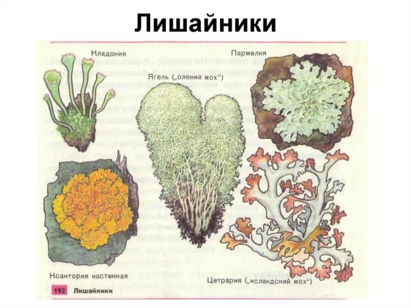 Накипной лишайник рисунок