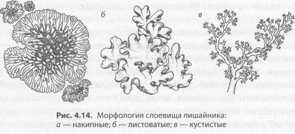 Накипной лишайник рисунок