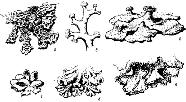 Лишайник ягель рисунок
