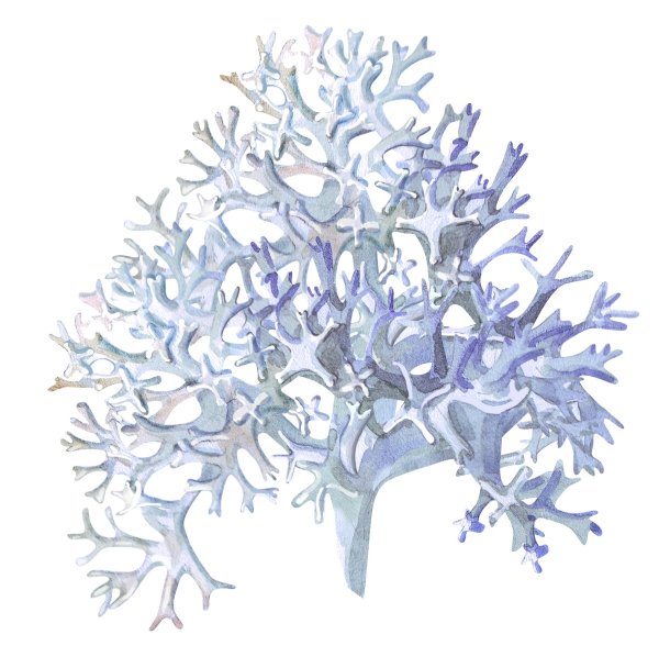 Орсель лишайник