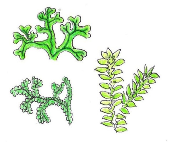 Мох для детей дошкольников