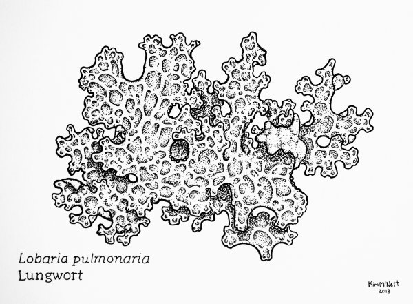 Лобария легочная накипная