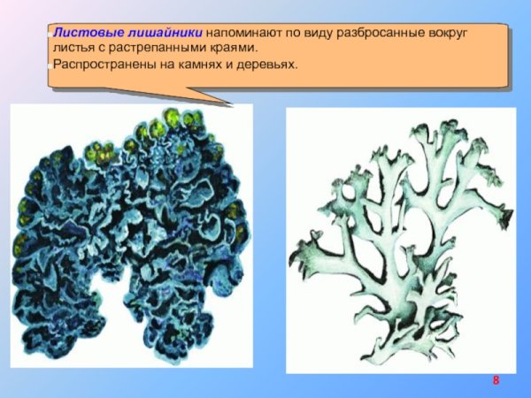 Листовые и кустистые лишайники