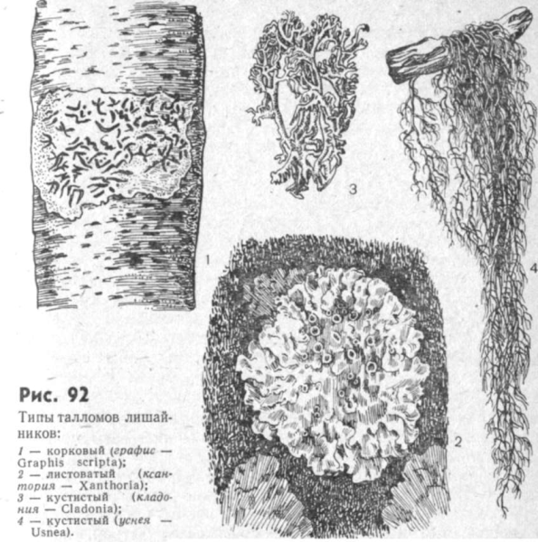 Типы таллома лишайника