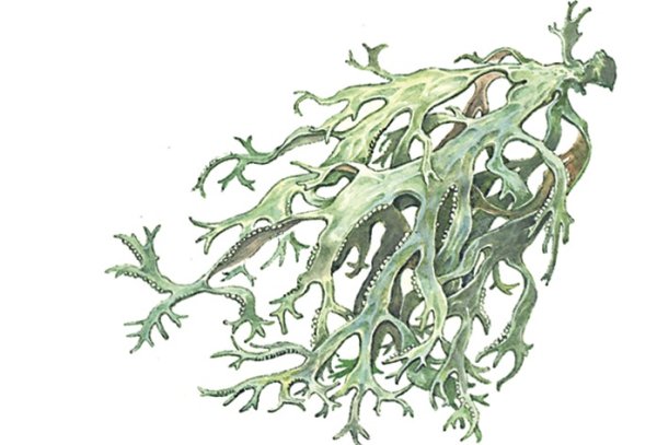 Кустистый лишайник Cetraria islandica