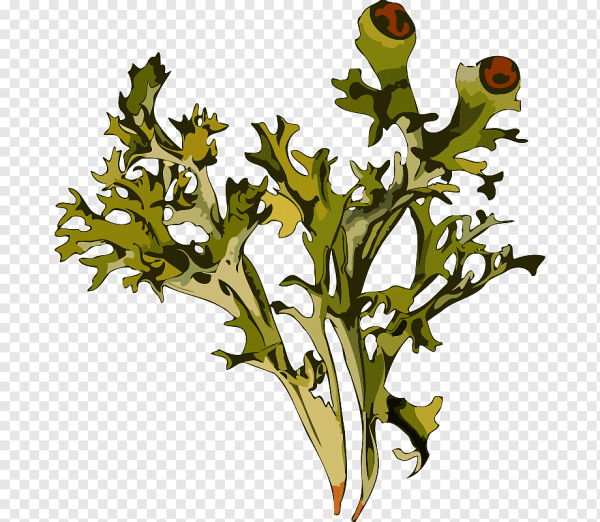 Кустистый лишайник Cetraria islandica