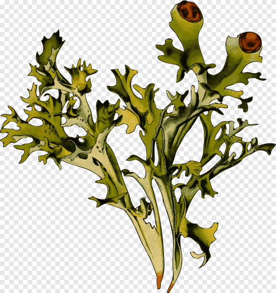 Кустистый лишайник Cetraria islandica