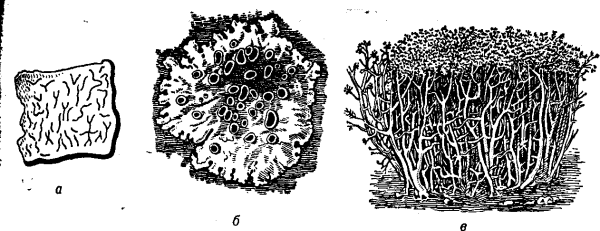 Кладония лишайник рисунок