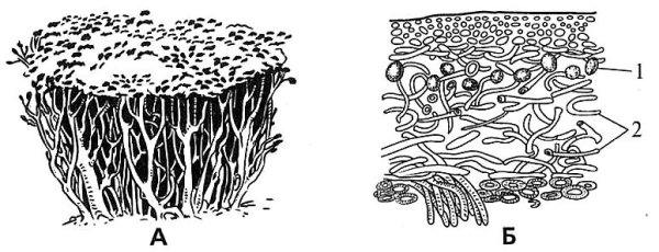 Схема строения кустистых лишайников