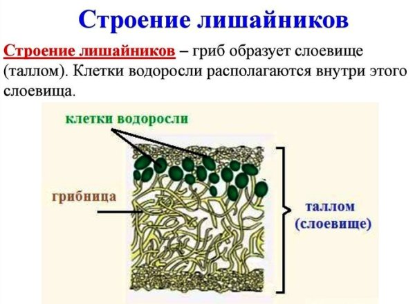 Лишайник пармелия черная