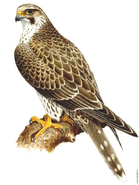 Хищные птицы на прозрачном фоне