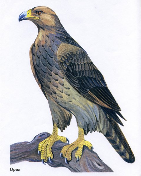 Орел птица