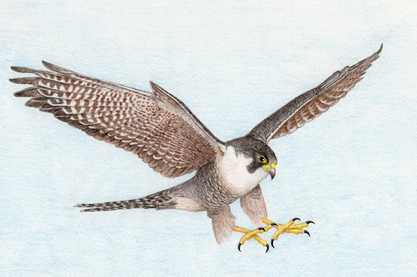Хищные птицы Сокол Сапсан
