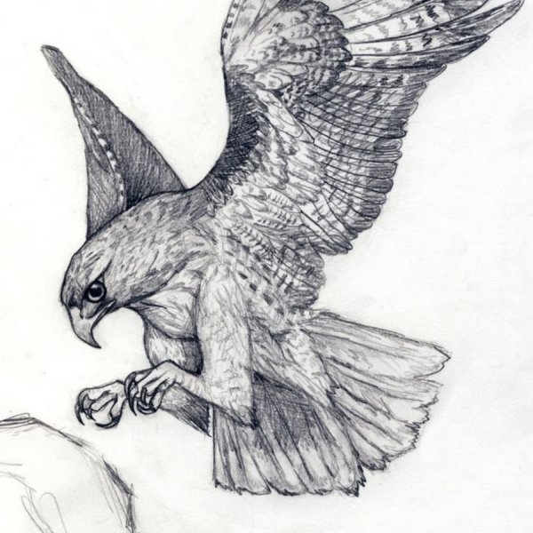 Пикирующий Сокол тату