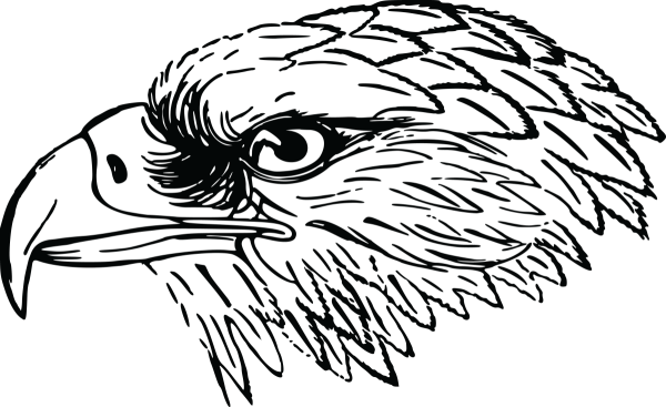 Голова орла сбоку