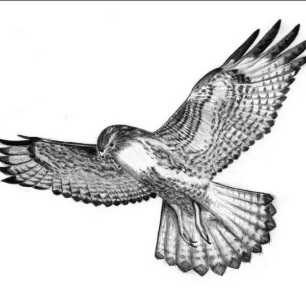 Сокол Графика