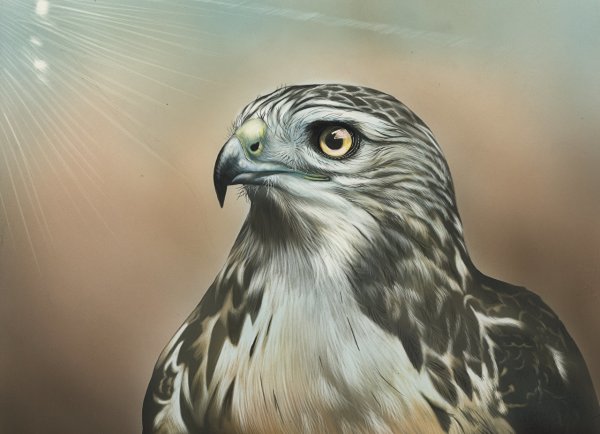 Ястреб-тетеревятник