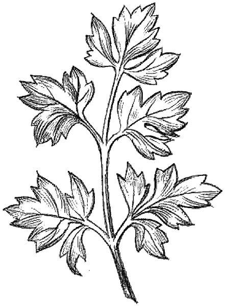 Петрушка Скоморох