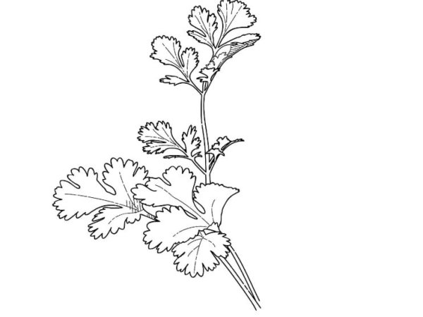 Шут раскраска для детей