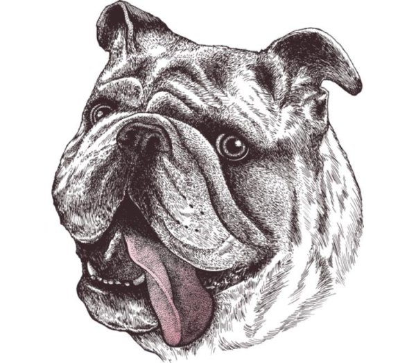 Бульдог вид сбоку морды