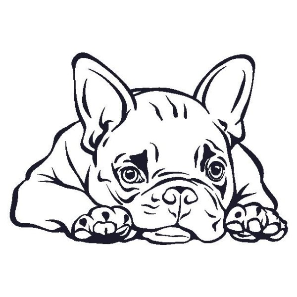 Французский бульдог