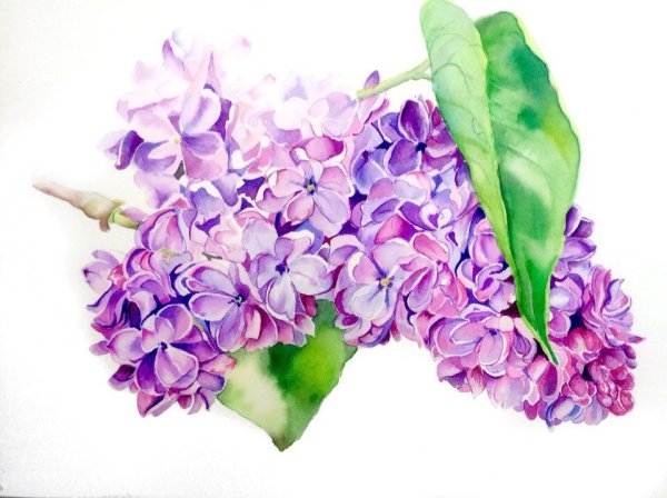 Ветка сирени акварелью