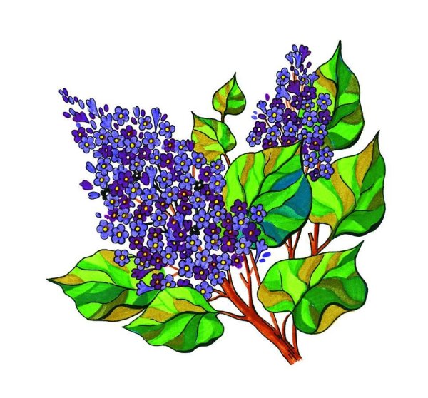 Сирень рисунок карандашом