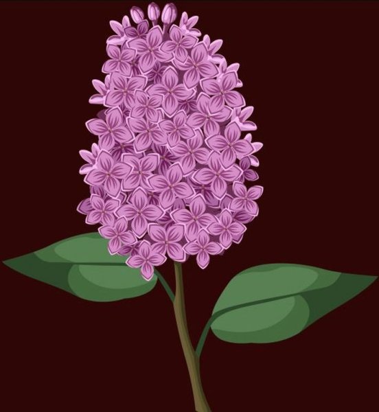 Сирень раскраска для детей