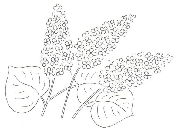Ветка сирени рисунок