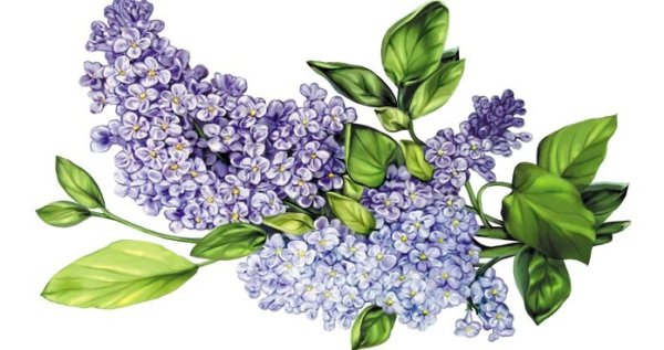 Маленькие цветы для срисовки