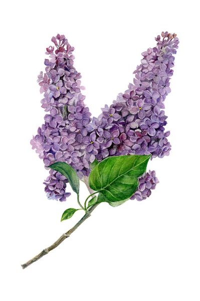 Сирень карандашом