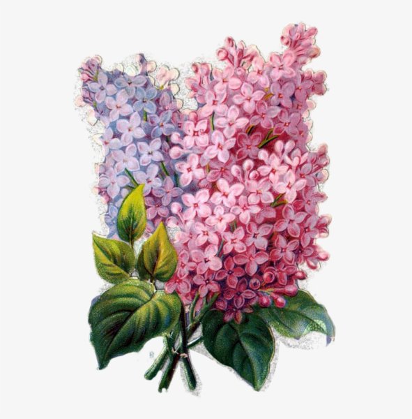 Сирень Ботаническая иллюстрация