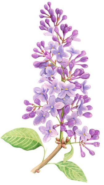 Сирень обыкновенная Фармакогнозия