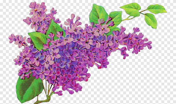 Сирень набросок