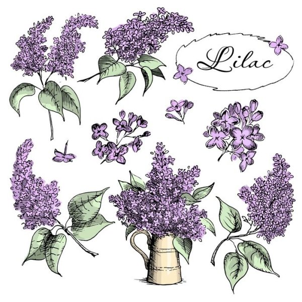 Сирень рисунок карандашом