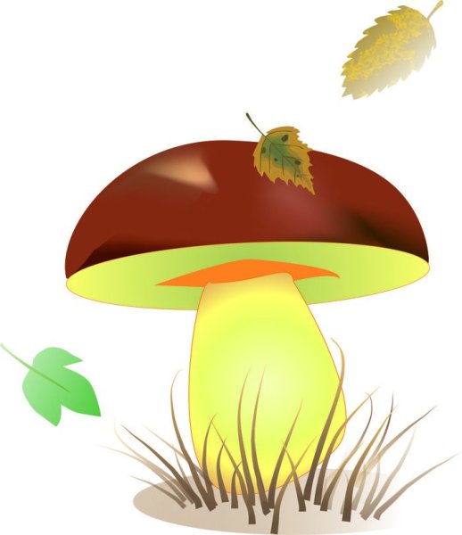 Гриб рисунок