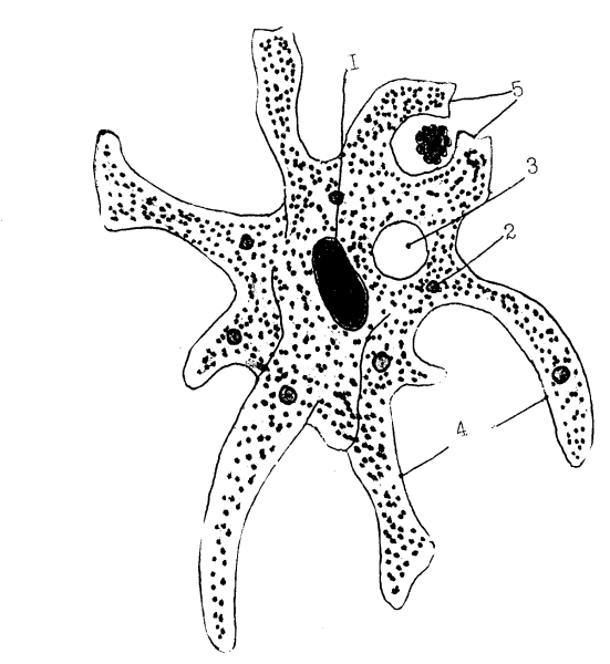 Строение амебы Протей