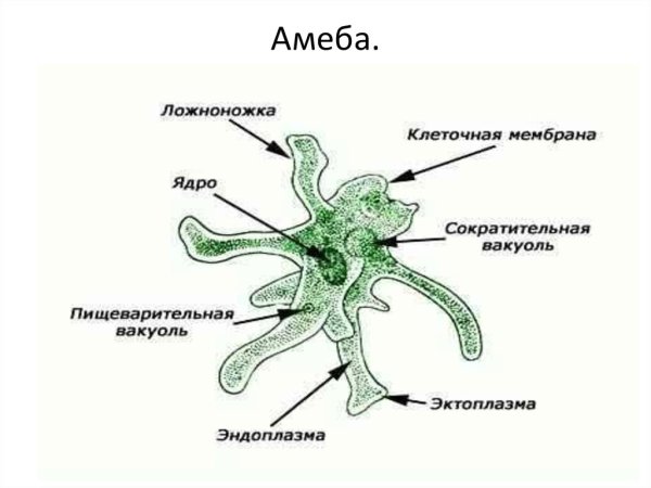Амёба Протей относится к