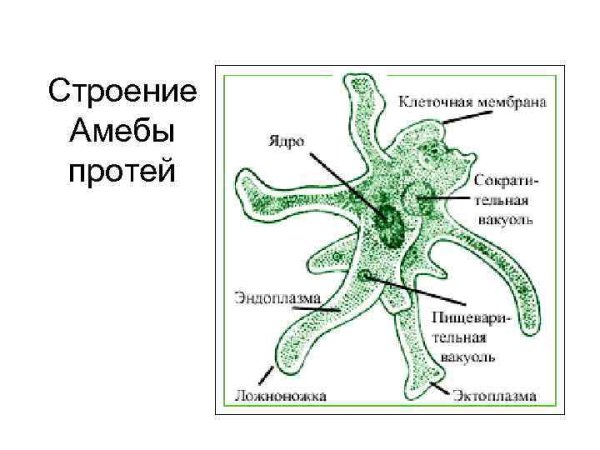 Строение амебы Протей
