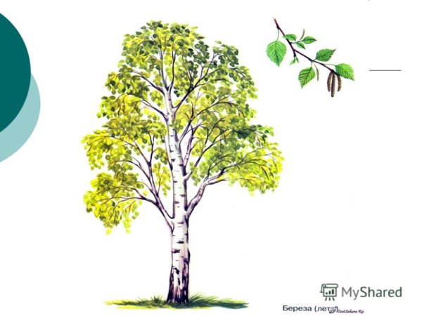 Береза для детей
