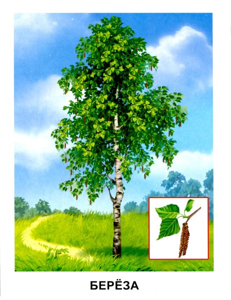 Обучающие карточки. Деревья.