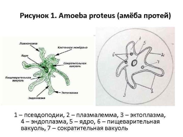 Строение амебы Протей 7 класс