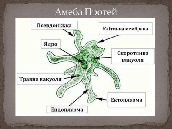 Биология амеба строение