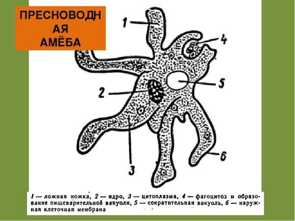 Амёба обыкновенная 7 класс биология