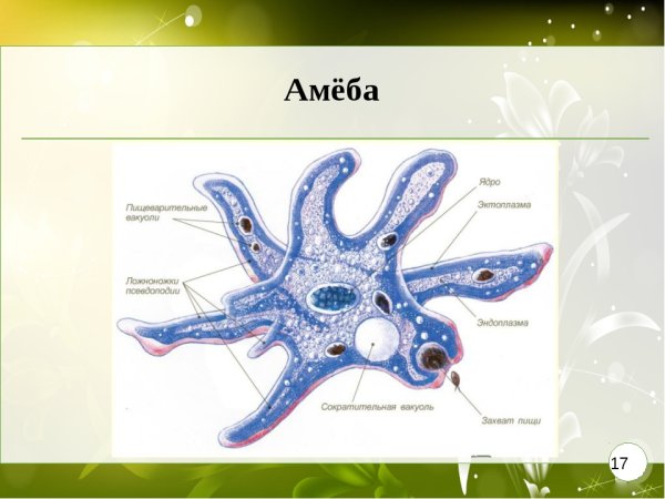 Амёба обыкновенная строение рисунок