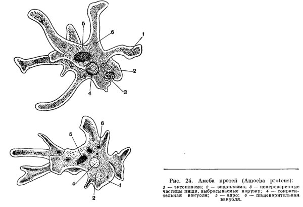 Амёба обыкновенная Протей