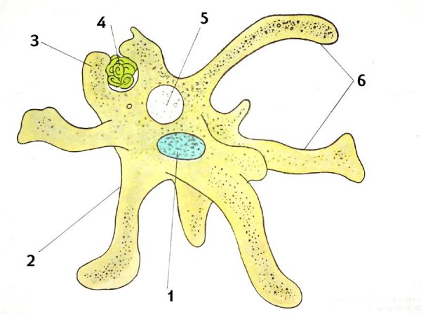 Строение амебы Протей